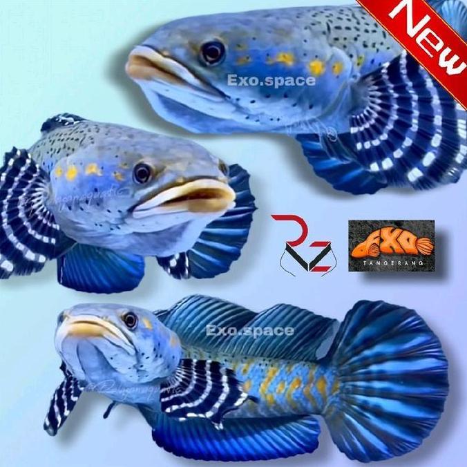 Channa Blue Pulcra Gondrong Warna Biru Grade A untuk kontes dan display ukuran 9-10cm Garansi 100% f