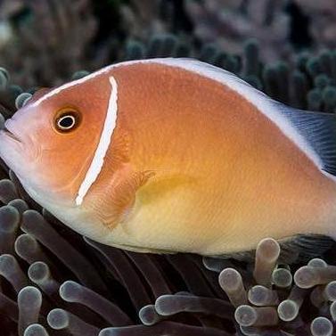 ikan giro pelet nemo hias air laut pink skunk clownfish clown fish