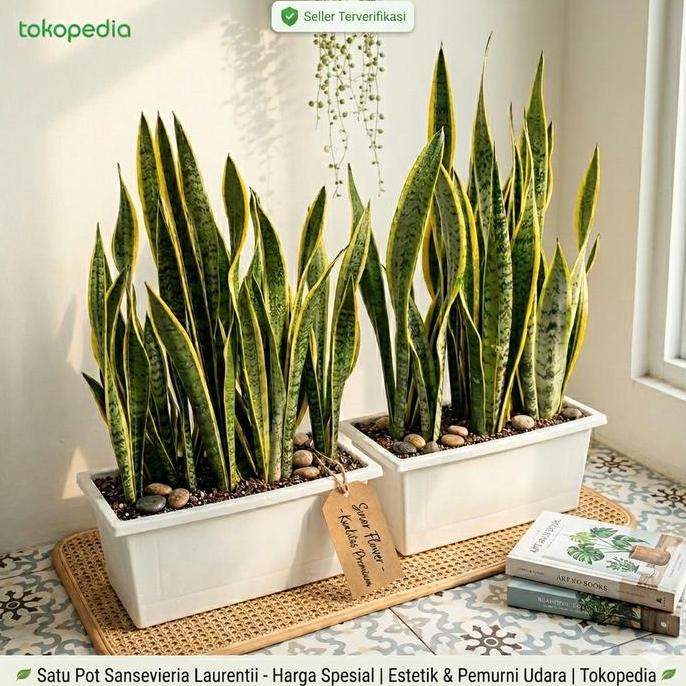 Tanaman Hias Sensivera Lidah Mertua - Sansevieria Pembatas Ruangan Rimbun Besar + Pot Panjang 50cm