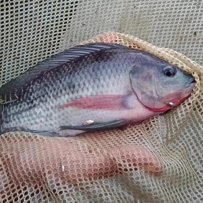 OK PAKET INDUKAN IKAN NILA GESIT HITAM UKURAN 5 JARI ISI 4 EKOR ''