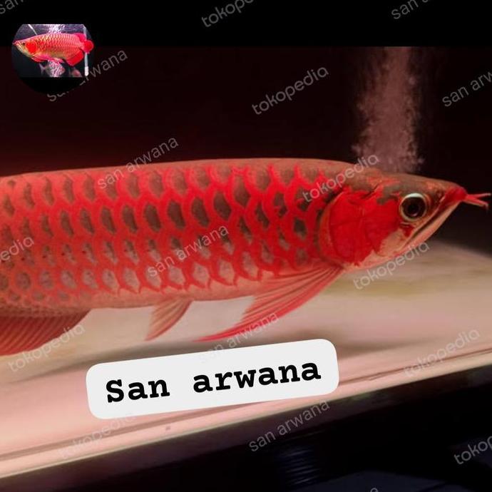 VIRALL SAN ARWANA SR SEPAUK IKAN ARWANA SUPER RED SR CHILI GRADE A GENETIK MERAH PEKAT ANATOMY SPESI