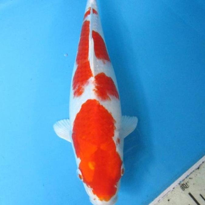 VIRALL IKAN KOI KOHAKU IMPORT SIZE 30-35CM PAKET 5 EKOR //