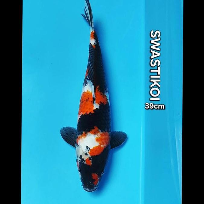 '' IKAN KOI BLITAR JUMBO SHOWA 39CM ''