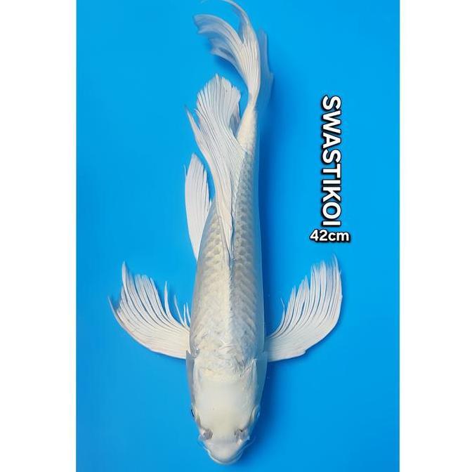 // IKAN KOI BLITAR JUMBO PLATINUM SLAYER 42CM ''