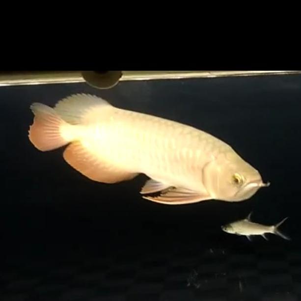 VIRALL ARWANA/AROWANA GOLDEN RED 20-23CM *