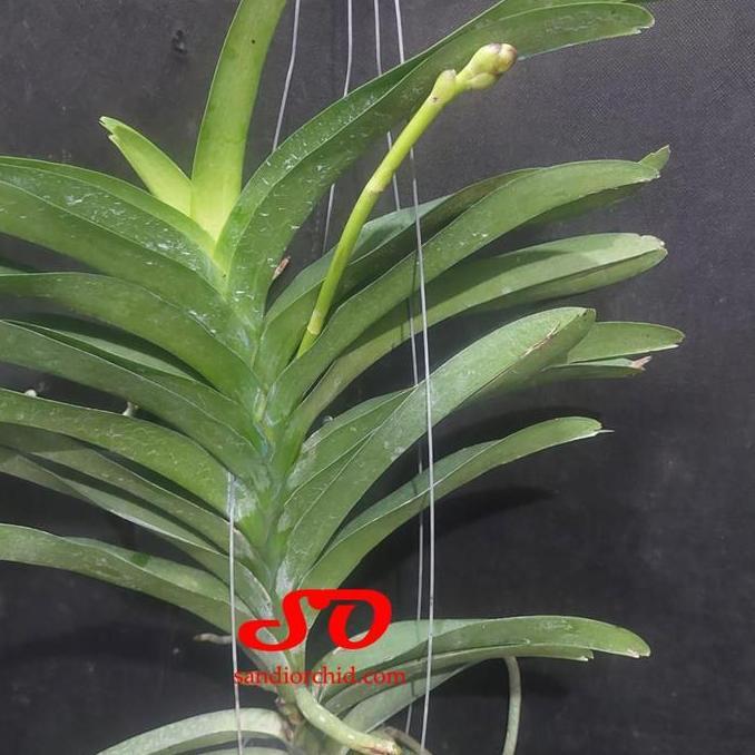 SPIKE Vanda Pachara Delight