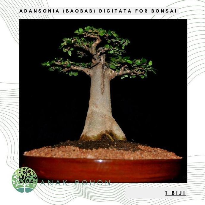 Benih / Bibit / Biji Adansonia (Baobab) Digitata For Bonsai Import Allshop