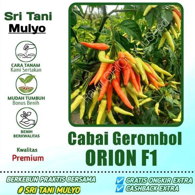 15 Biji - Benih Cabai Orion F1 Allshop