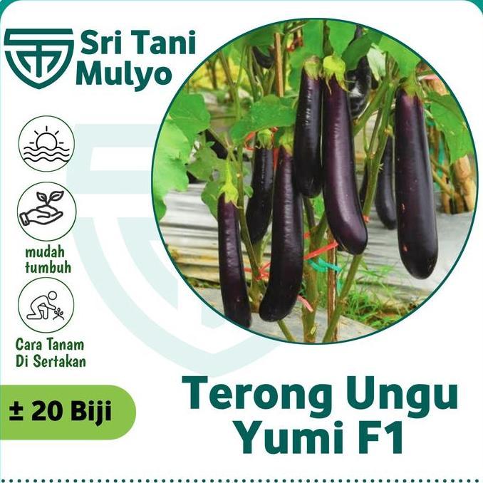 20 Biji - Benih Terong Ungu Yumi F1 - Cap Panah Merah Benih Terong Favorit Petani - Bibit Sayuran Al