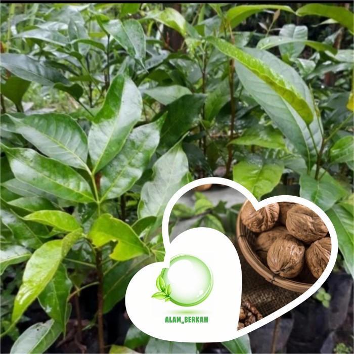 Terlaris Bibit pohon buah kenari/tanaman buah kenari bumbu rempah