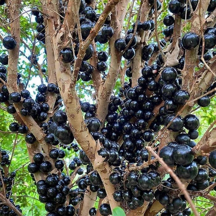 Tanaman buah anggur brazil jaboticaba