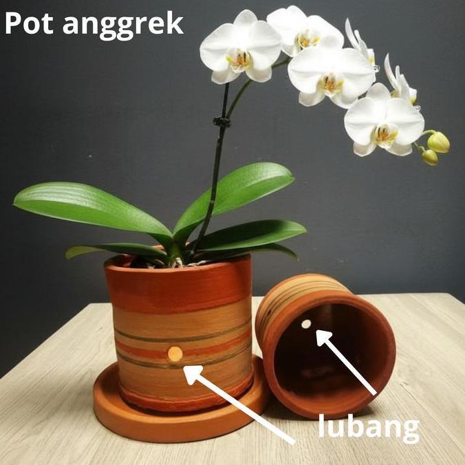 Newgrd- Pot Untuk Anggrek Memiliki Beberapa Karakteristik Khusus Yang Mendukung Kebutuhan Unik Tanam