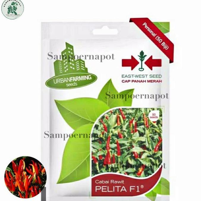 Newgrd- Benih Bibit Cabai Rawit Pelita F1 Cap Panah Merah - Cabai Pelita F1