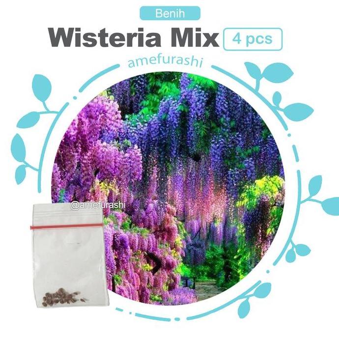 Pilihan- Bibit / Benih / Seeds Japanese Wisteria Mix Biji Wisteria