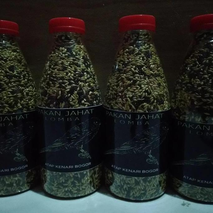 Pakan Jahat Kenari Lomba