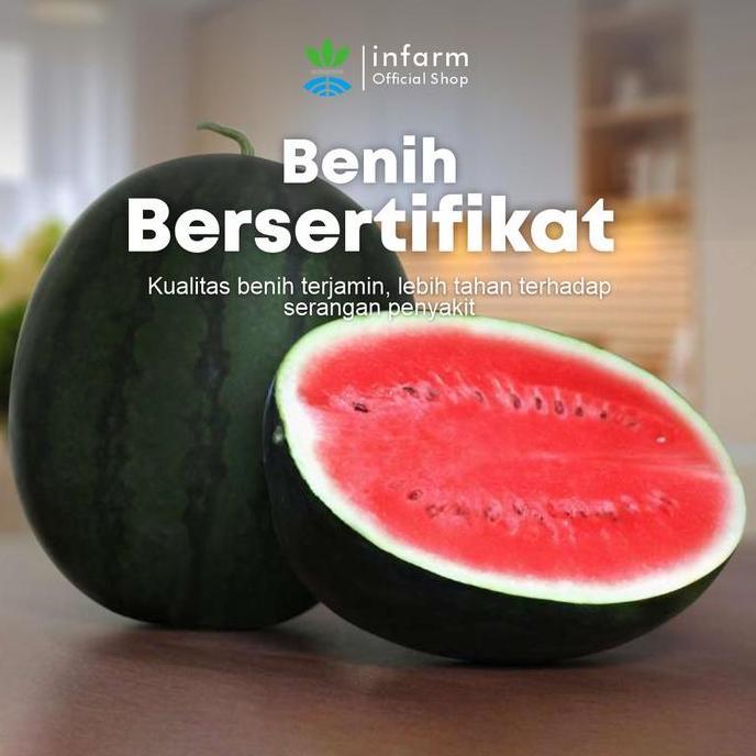 Infarm - Benih Buah Semangka Merah Unggul, Bibit Buah Semangka Merah Jumbo Hibrida Super Bibit