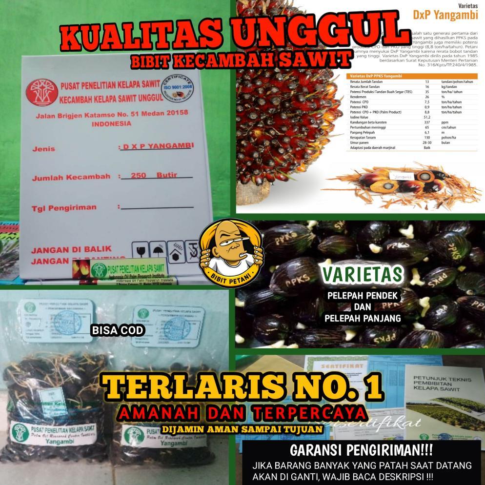 NEW BENIH POLONG KECAMBAH BIBIT SAWIT DXP PPKS YANGAMBI UNGGUL BERSERTIFIKAT ORIGINAL ASLI PELEPAH P
