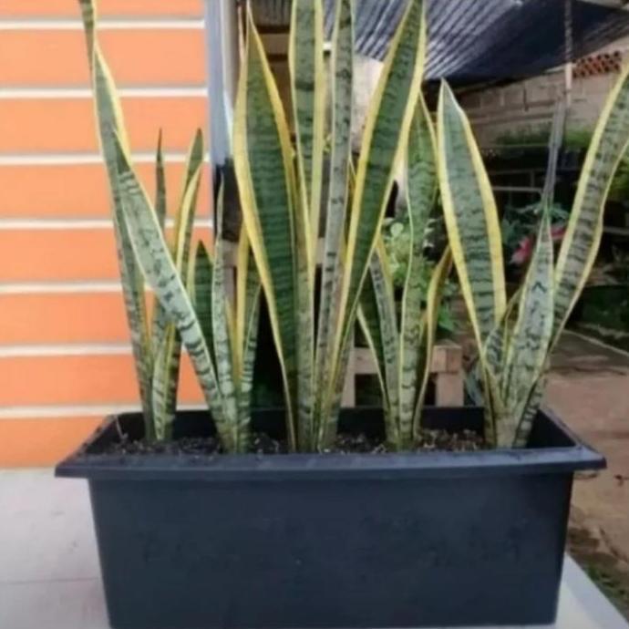 pot panjang 50cm. pot panjang. pot tanaman