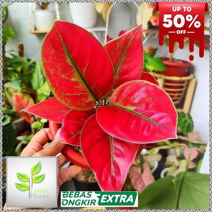 aglonema ayunindi tanaman hias / aglonema ayunindi