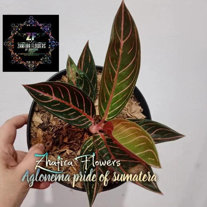 Aglonema Red Sumatra / Pride of sumatra