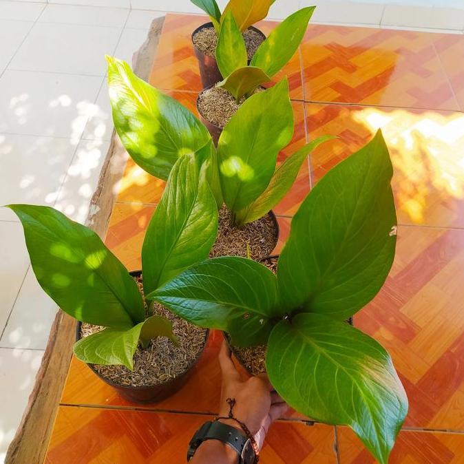 Tanaman hias anthurium jemani cobra dewasa - anthurium jemani cobra