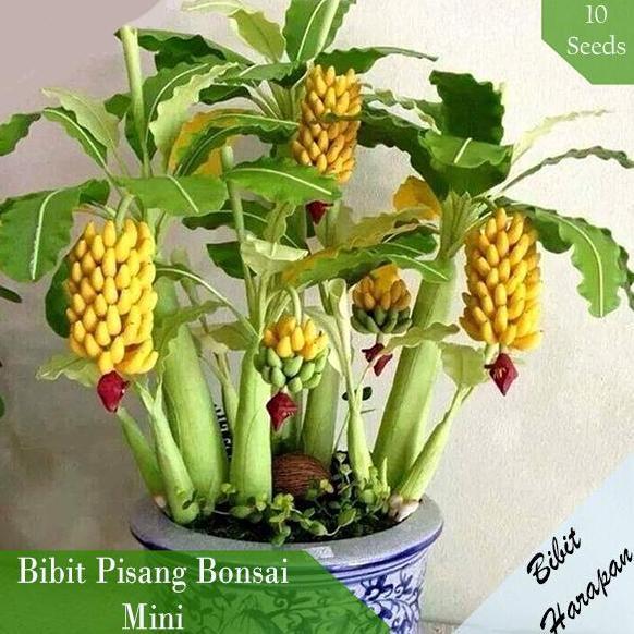 Bibit Benih Biji Pisang Bonsai Mini Import isi 10 Biji HALAL