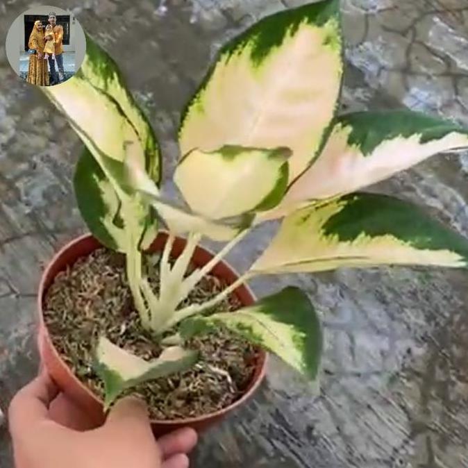 tanaman hias aglaonema aglonema kochin escada realpict