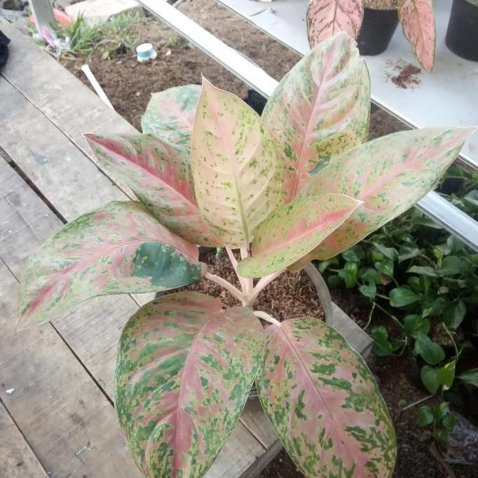 Tanaman hias aglonema bigroy//Aglonema bigroy