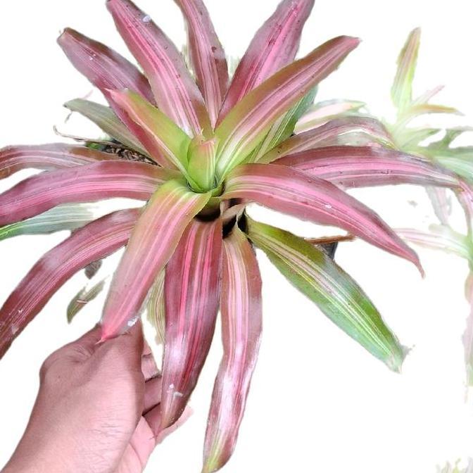 Tanaman Bromelia Tricolor / Pohon Bromelia Trikolor Artificial