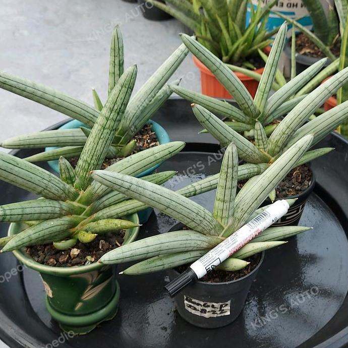 SANSE / SANSEVIERIA BONCEL PLATINUM (BESAR) 1 POT