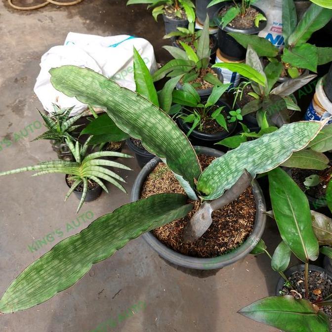 SANSE / SANSEVIERIA KING DRAGON 8112022