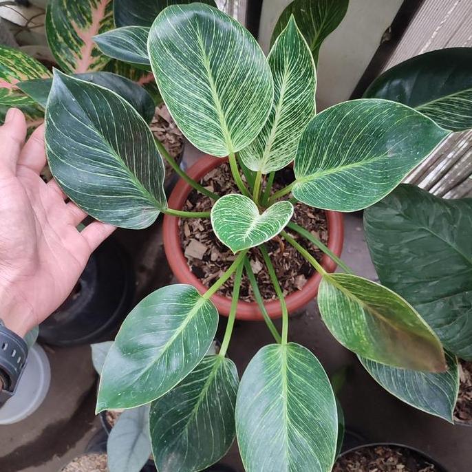 tanaman philodendron birkin varigata