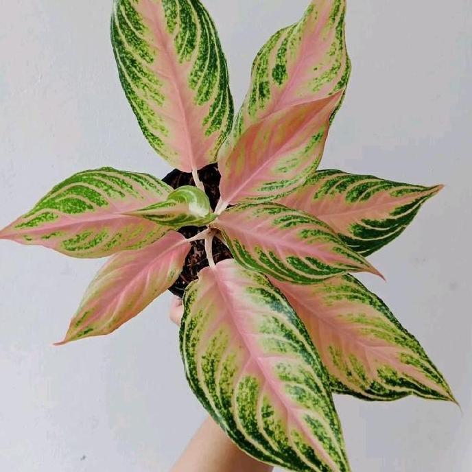 Tanaman Hias Aglonema Pink Sunset - Aglonema Pink Sunset