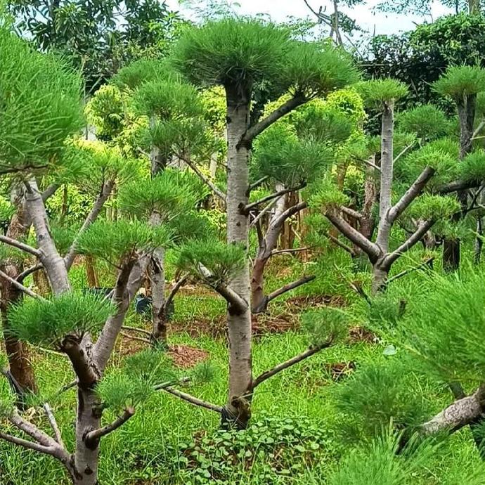 tanaman bonsai cemara udang - pohon bonsai cemara udang
