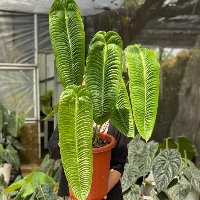 Anthurium Veitchii Super Narrow Ecuador