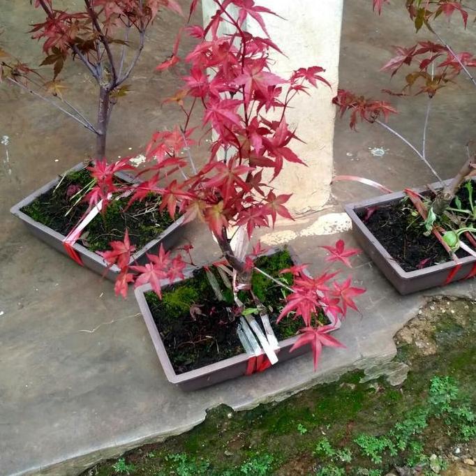 Pohon Maple Jepang Murah Tanaman Daun Merah