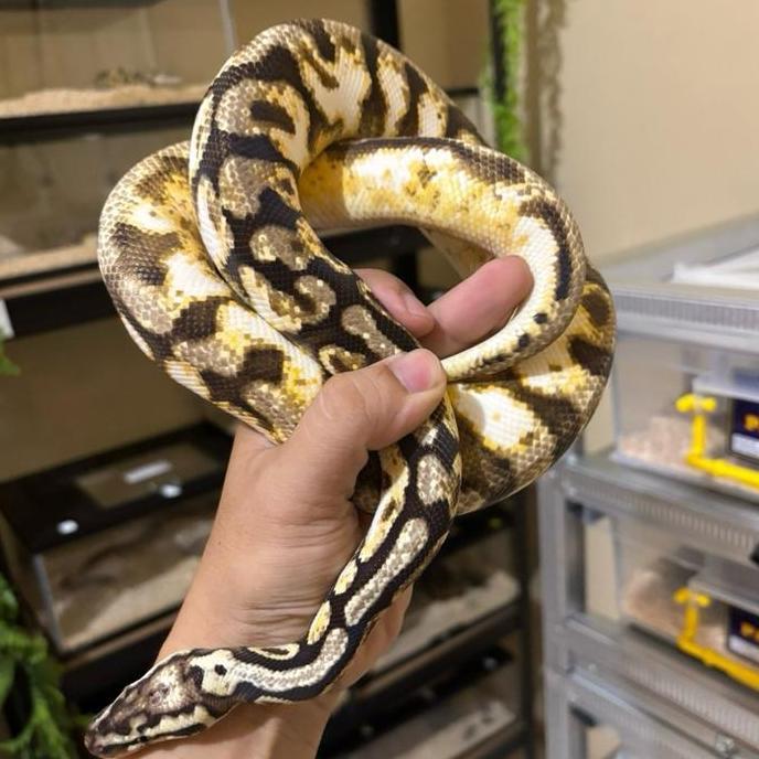 Ball Python Calico 5 Gen Female