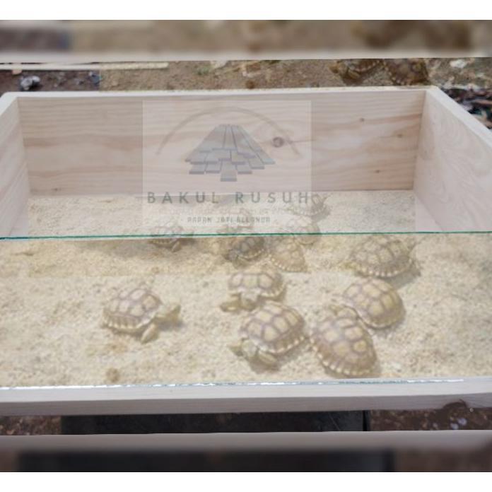 Kandang Kura Kura Box Kura Kura Darat Sulcata Tortois