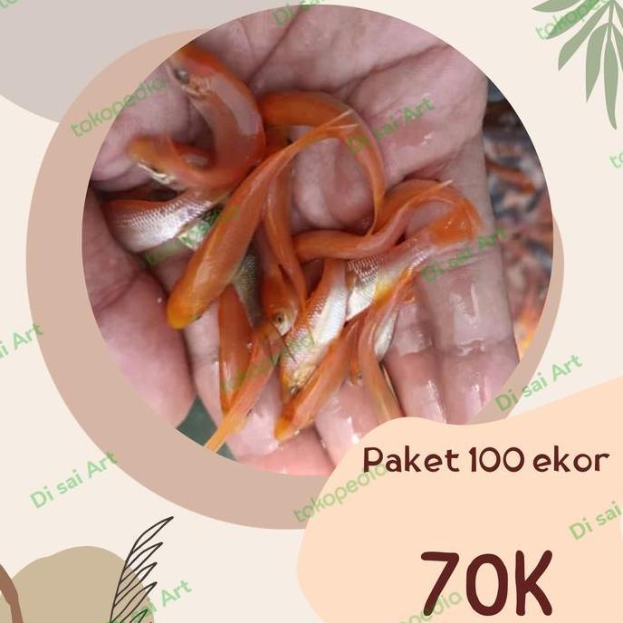 TERAPI NILEM LEMON & BLACK PAKET 100 IKAN TERAPI