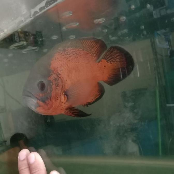 IKAN OSCAR TEMBAGA