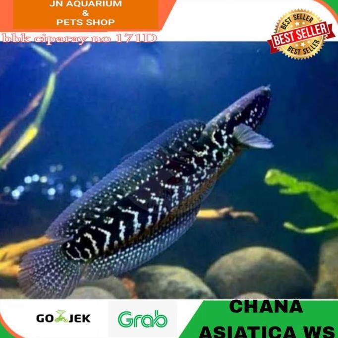 IKAN HIAS CHANA ASIATICA WHITE SPOT / IKAN AIR TAWAR PREDATOR
