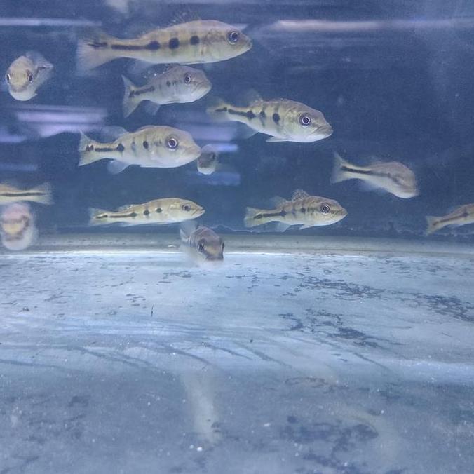 IKAN PBASS ORINOCO PBAS ORINOCO