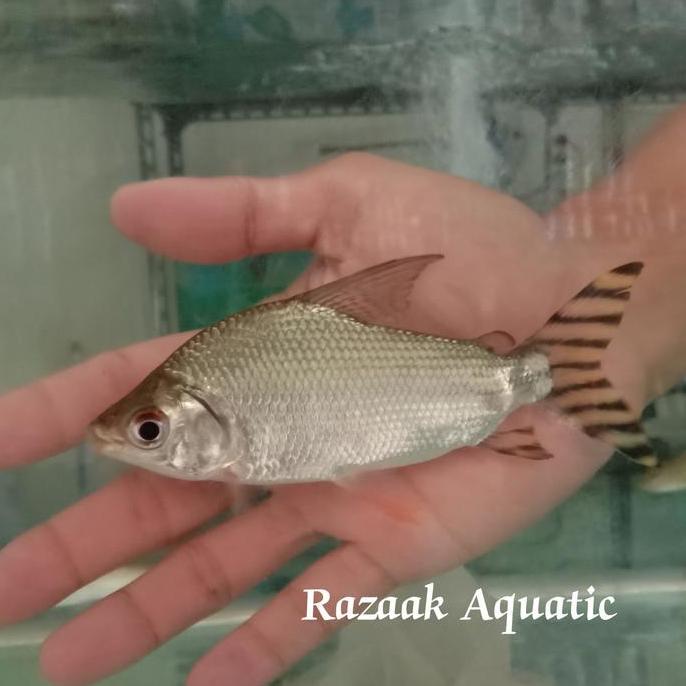 HIASAN AQUARIUM YFF YELLOW FEIFENG
