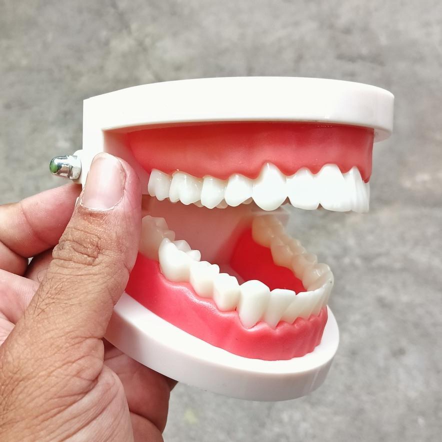 dental model gigi phantom edukasi peraga dental gigi phantom teaching