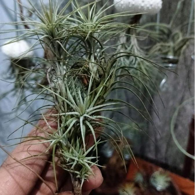 Decorao - Tanaman Hias Tillandsia Funckiana