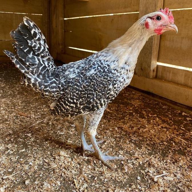 PROMO  Ayam Arab Remaja - Ayam Kampung Arab