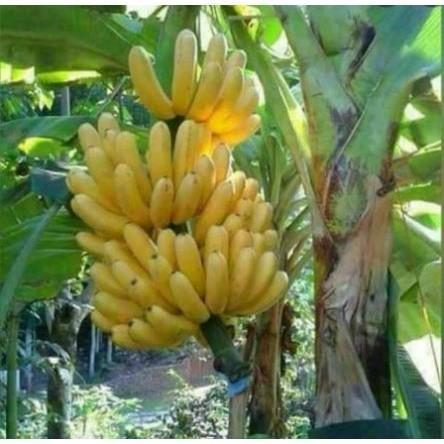 BIBIT PISANG MAS KIRANA BONGGOL PISANG MAS KLITAS BIBIT MMZ