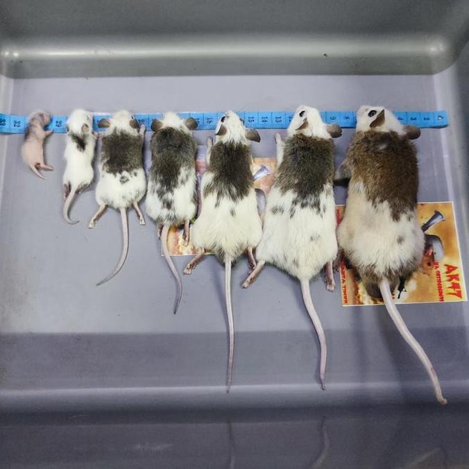 Tikus Asf African Soft Fur - Pakan Hewan Reptil Ball Phyton