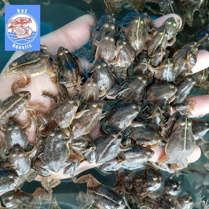 Kodok Air Hidup Pakan Arowana