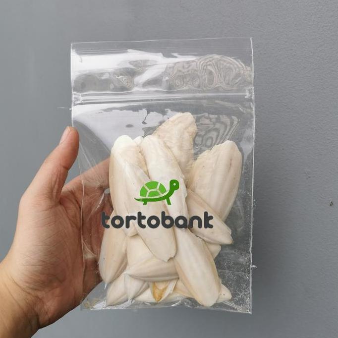 CUTTLE FISH BONE - TULANG SOTONG SUPER - KALSIUM BURUNG / REPTIL